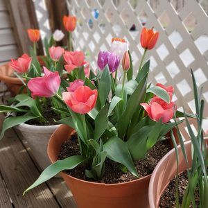 Meet your Posher, Shelia